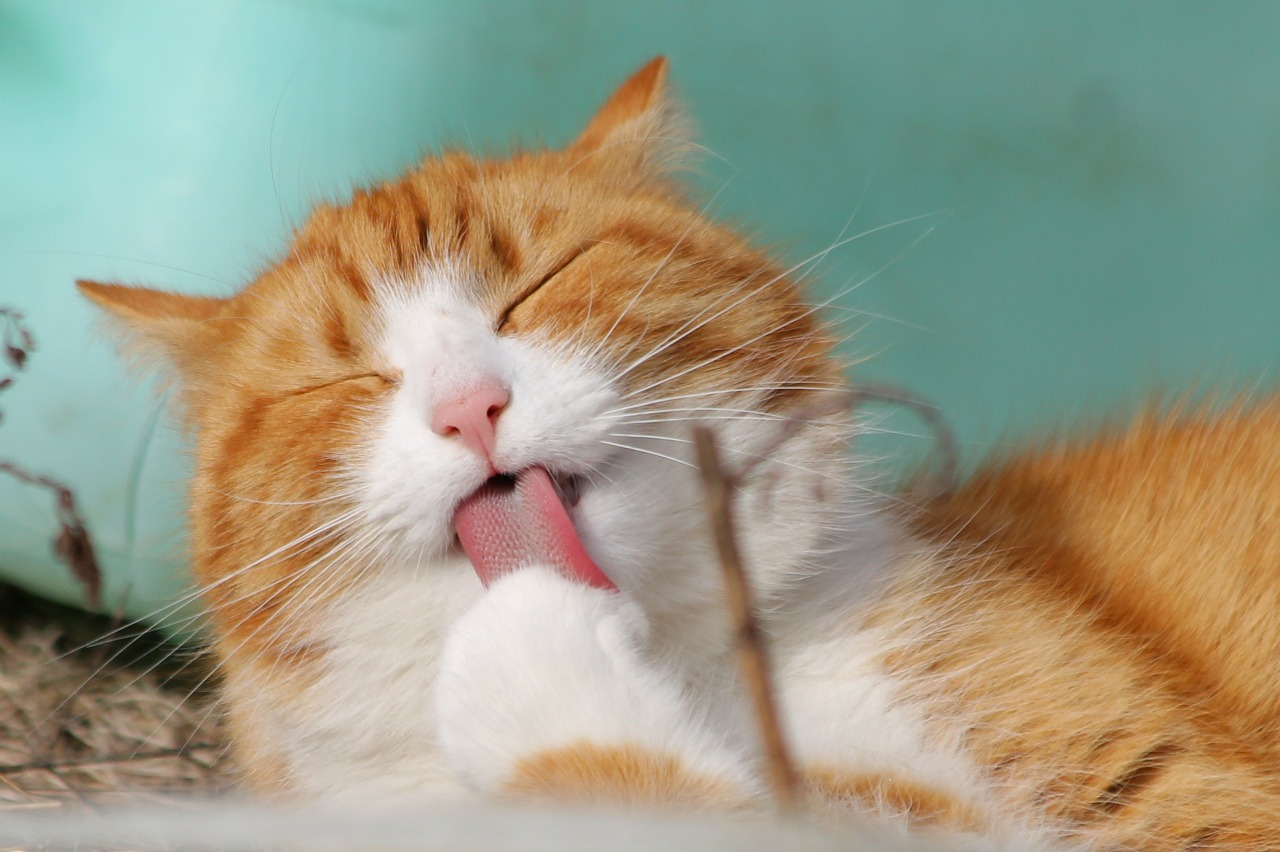 Telas a prueba de gatos